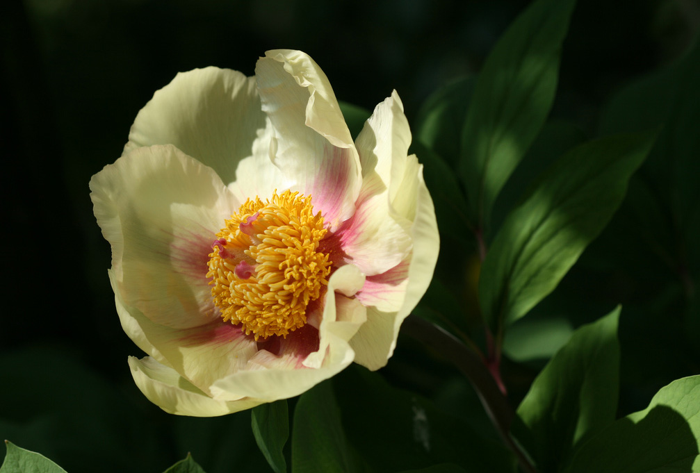 Golden Peony